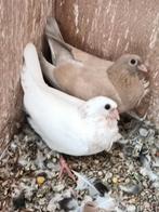 Figurita meeuwen, Meerdere dieren, Overige soorten