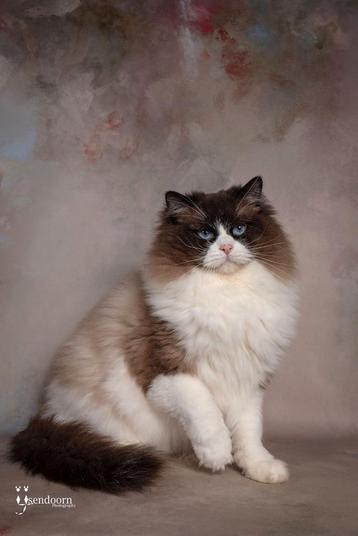 😍Prachtige grote ragdoll dekkater met stamboom +getest beschikbaar voor biedingen
