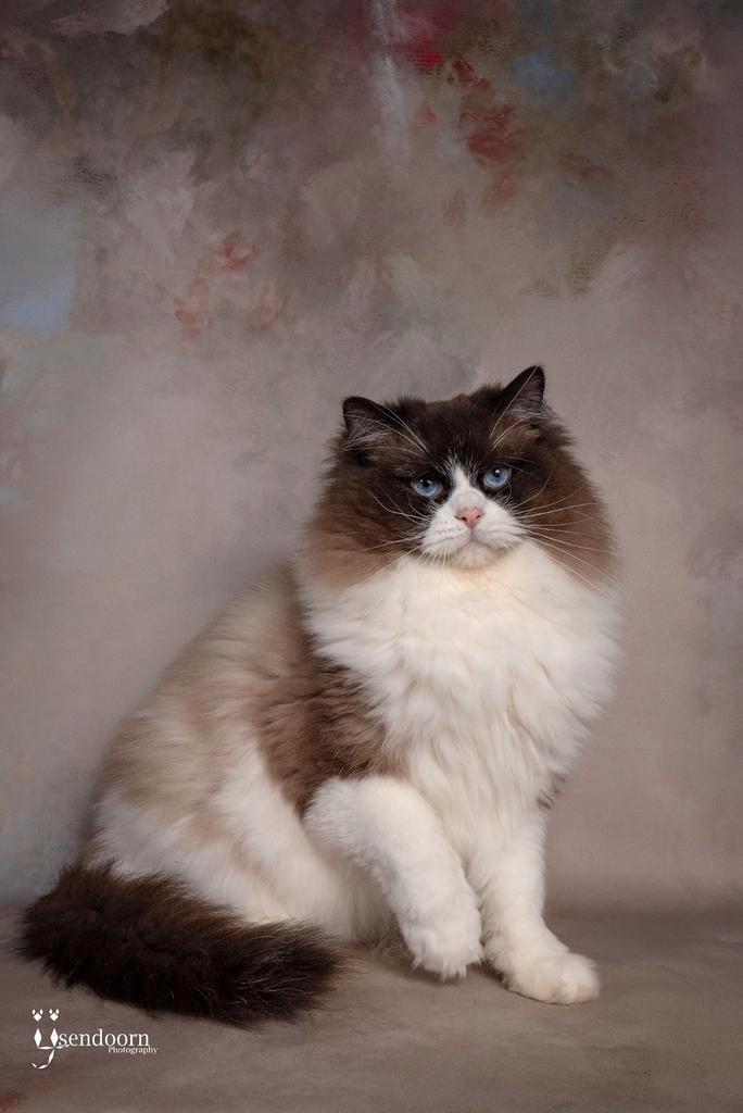 😍Prachtige grote ragdoll dekkater met stamboom +getest, Dieren en Toebehoren, Katten en Kittens | Dekkaters