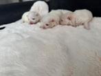 Pomeriaan pups, Dieren en Toebehoren, Overige rassen, Teef, Meerdere, Nederland