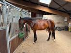 Bloomberg x Ampère merrie 2 jaar, Dieren en Toebehoren, Paarden, Merrie, Dressuurpaard, 0 tot 2 jaar