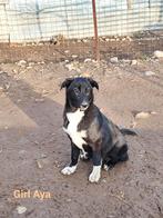 Schattige pup Aya, Particulier, 15 weken tot 1 jaar, Buitenland, Teef