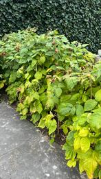 Frambozen stekjes, Tuin en Terras, Ophalen, Volle zon, Vaste plant, Zomer