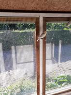 Kanarie te koop, Dieren en Toebehoren, Vogels | Kanaries, Mannelijk, Kleurkanarie