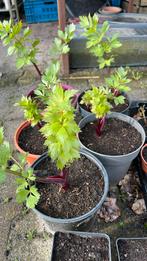 Maggiplant Lavas, Tuin en Terras, Planten | Tuinplanten, Kruiden, Zomer, Vaste plant, Ophalen