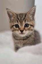 Lieve Britse Korthaar kitten 10 weken, Dieren en Toebehoren, Katten en Kittens | Overige Katten, Kater