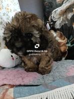 Beschikbaar!, Dieren en Toebehoren, Honden | Chihuahua's en Gezelschapshonden, Poedel, CDV (hondenziekte), 8 tot 15 weken, Teef