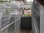Bergparkieten en koningsparkieten, Dieren en Toebehoren, Meerdere dieren, Parkiet