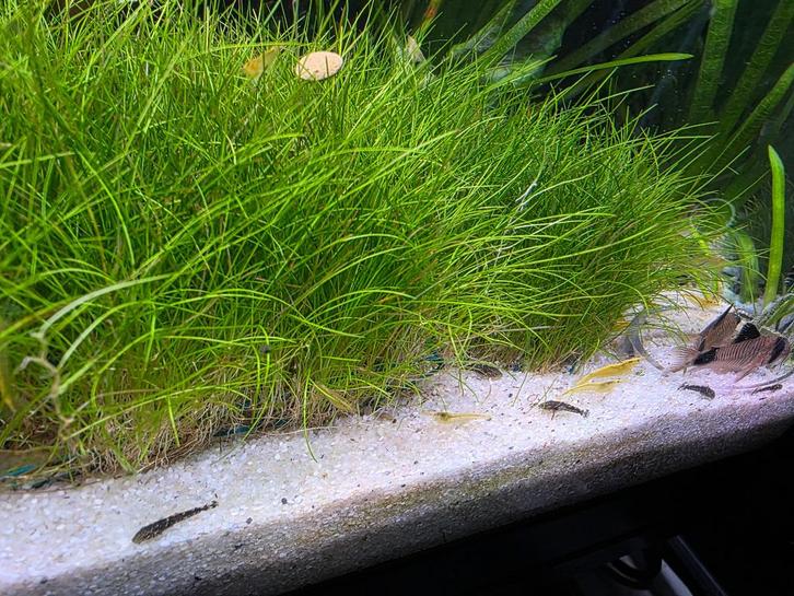 L144 Long-fin blue eyes x Calico, Dieren en Toebehoren, Vissen | Aquariumvissen, Zoetwatervis, Vis