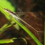 sturisoma aureum - Marble sturisoma XL - Koidreams Valburg, Vis, Zoetwatervis