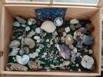 schelpen verzameling in vitrine en los, Ophalen of Verzenden