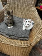 Kittens, Dieren en Toebehoren, Meerdere dieren, 0 tot 2 jaar