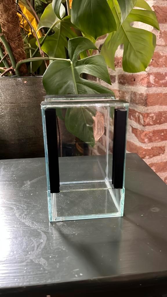 Gloednieuw springspin terrarium(pje), Dieren en Toebehoren, Reptielen en Amfibieën | Toebehoren, Nieuw, Terrarium of Paludarium