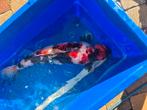 Koi Showa kweker Hirasawa 65cm, Karper of Koi
