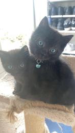 2 lieve kittens (10 september geboren), Meerdere dieren, 0 tot 2 jaar
