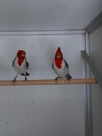 Gevraagd voor de export roodkuif kardinalen op kleur etc, Meerdere dieren, Tropenvogel, Geringd