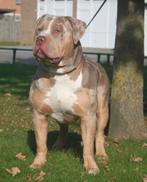 American Bully XL-XXL Tri color dekreuen, Rabiës (hondsdolheid), Reu, Meerdere, 3 tot 5 jaar