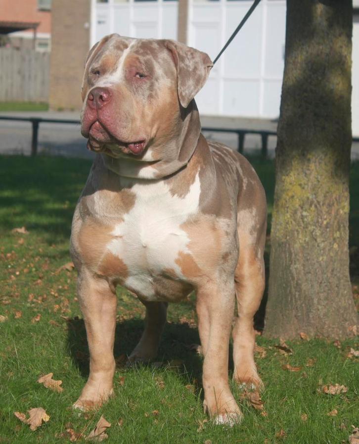 American Bully XL-XXL Tri color dekreuen, Dieren en Toebehoren, Honden | Dekreuen, Reu, Fokker | Hobbymatig, Meerdere, Nederland