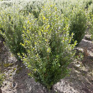 Mooie volle ilex buxusvervanger haagplant beschikbaar voor biedingen