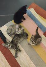 Europese korthaar kittens zoeken een nieuw huis., Meerdere dieren, Kortharig, 0 tot 2 jaar