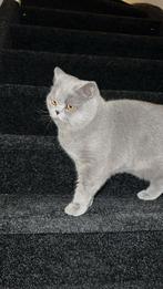 Britse Korthaar (Kater) 9 maanden, Dieren en Toebehoren, Katten en Kittens | Raskatten | Korthaar, Kater, Ontwormd, 0 tot 2 jaar