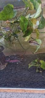 Te koop kersenbuik cichliden, Dieren en Toebehoren, Vissen | Aquariumvissen, Vis