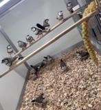 Bichenow astrilde man, Dieren en Toebehoren, Vogels | Overige Vogels, Meerdere dieren