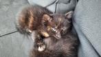 Schattige kitten (poes), Dieren en Toebehoren, Katten en Kittens | Overige Katten, Poes