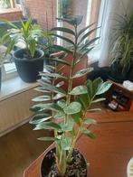 Zamioculcas Zamiifolia (ZZ Plant) - Makkelijke kamerplant, Overige soorten, Vaste plant, Ophalen of Verzenden, Bloeit niet