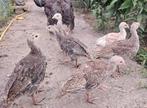 Prachtige kalkoen kuikens beschikbaar, Meerdere dieren, Kalkoen