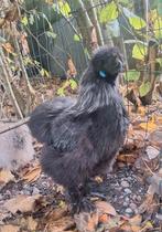 3 of 4 Zijdehoen hanen, Dieren en Toebehoren, Pluimvee, Mannelijk, Kip