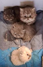 Raszuiver Perzische kittens, allen katertjes., Kater, Ontwormd