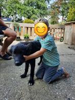 Pup ter adoptie, Particulier, Rabiës (hondsdolheid), 15 weken tot 1 jaar, Reu