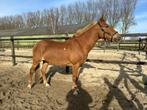 D-Pony Vos Merrie 10 jaar, Dieren en Toebehoren, Pony's, Zadelmak, 7 tot 10 jaar, Recreatiepony, D pony (1.37m tot 1.48m)