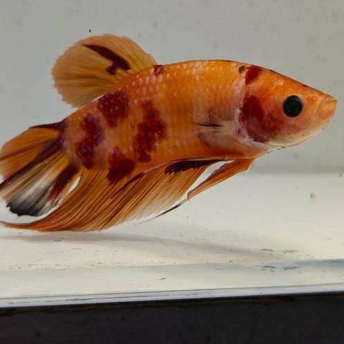 Betta splendens man 14, Dieren en Toebehoren, Vissen | Aquariumvissen, Vis