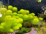 Ambulia limnophila sessiliflora snelgroeiende aquarium plant, Ophalen of Verzenden, Zo goed als nieuw, Plant(en), Steen of Hout