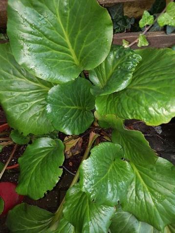Schoenlappersplant, Bergenia beschikbaar voor biedingen