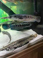 Channa Pleurophthalma koppel - oogvlek channa, Dieren en Toebehoren, Vissen | Aquariumvissen, Vis, Zoetwatervis, Schoolvis