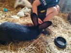 Lotharinger ram groot 24-04-25, Dieren en Toebehoren, Mannelijk, Groot, 0 tot 2 jaar