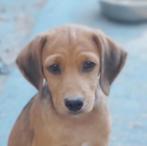 GaGa Animal Care - PEPE kan eind augustus naar NL komen, Dieren en Toebehoren, Honden | Niet-rashonden, Particulier, Rabiës (hondsdolheid)