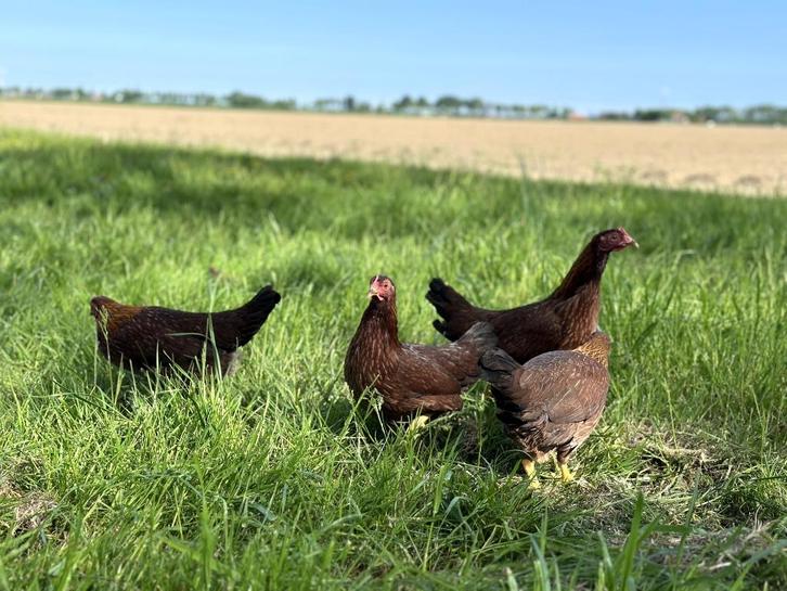Jonge tamme Welsumer kriel kippen gesekst en ingeënt, Dieren en Toebehoren, Pluimvee, Kip, Vrouwelijk