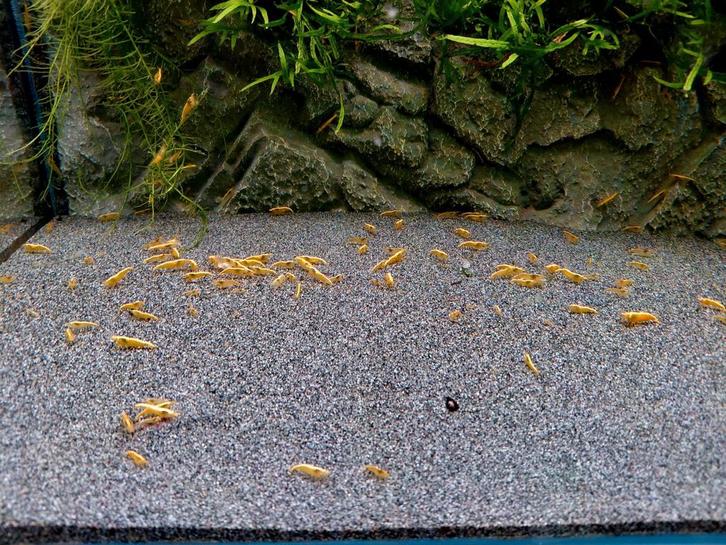 🔥SALE🔥💛High Grade Neon Yellow Back Stripe GARNALEN💛, Dieren en Toebehoren, Vissen | Aquariumvissen, Zoetwatervis, Kreeft, Krab of Garnaal