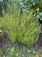 Rozemarijn, Tuin en Terras, Planten | Tuinplanten, Ophalen, Overige soorten, Volle zon