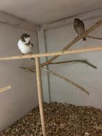 Kanarie’s, Geslacht onbekend, Tropenvogel