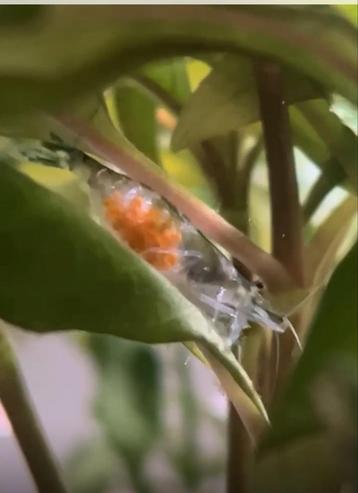 Neocaridina garnaaltjes beschikbaar voor biedingen