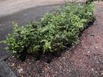 Taxus, Ophalen, Taxus, Minder dan 100 cm