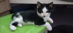 Kittens, Meerdere dieren, Kortharig, 0 tot 2 jaar