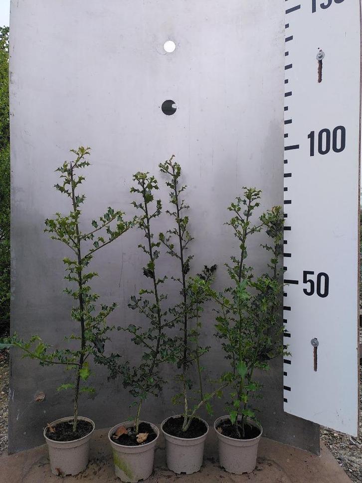 Ilex aquifolium – Groenblijvende hulst potgekweekt - inheems, Tuin en Terras, Planten | Struiken en Hagen, Struik, Hulst, 100 tot 250 cm