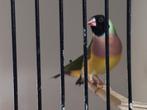 Gouldamadines 3 koppels, Dieren en Toebehoren, Vogels | Overige Vogels, Meerdere dieren, Tropenvogel, Geringd