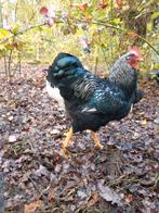 Zilver Double gezoomd Barnevelder jonge haan, Dieren en Toebehoren, Pluimvee, Mannelijk, Kip